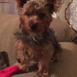 Yorkshire Terriers from Raider Breeds