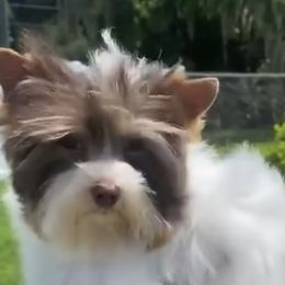 Prince - Yorkshire Terrier