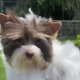 Prince - Yorkshire Terrier