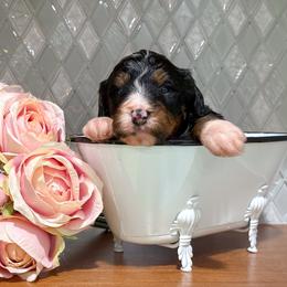 Dustin - Tri-color male Bernedoodle puppy in Kilgore, Texas from Furry Tail Doodles