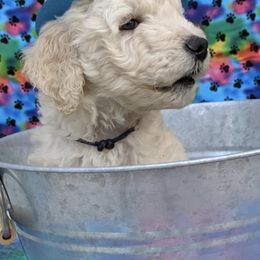 Goldendoodle Puppies from Yuppy Puppy Goldendoodles