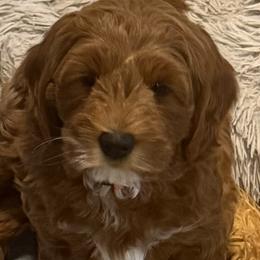 Mavrick - Red male Assorted Doodle Crosses puppy in Sun City, Arizona from Frosty Acres Cockapoos and Doodles