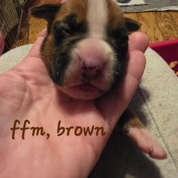 Brown male, flashy fawn - Fawn male Boxer puppy in Farmington, Pennsylvania from Impression's Boxers