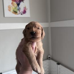 Golden Retriever Puppies from McAbee’s Golden Retrievers