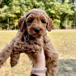 Petite Male - Bear - Apricot male Goldendoodle puppy in Madisonville, Kentucky from Carlie and Co. Goldendoodles