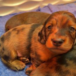 Cena - Red male Dachshund puppy in Tampa, Florida from EntityDachs