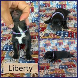 Liberty - Black female Catahoula Leopard Dog puppy in Forbes, Minnesota from North Country Catahoulas