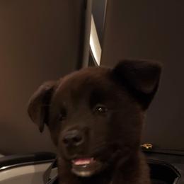 Akita Puppies from Mizuki Akita LLC.