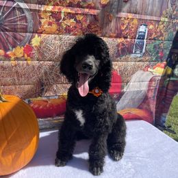 Poodle Puppies from Abbott Standard Poodles