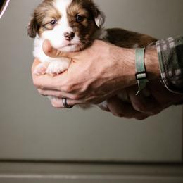 Eve - Sable female Pembroke Welsh Corgi puppy in South Otselic, New York from Ridge Top Corgis