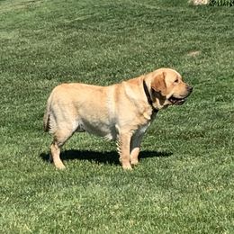 Ozzy - Labrador Retriever