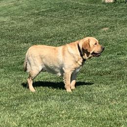 Ozzy - Labrador Retriever