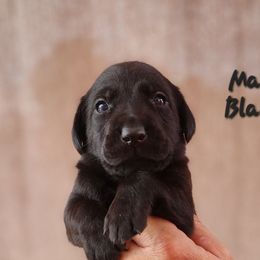 Black 2 - Black male Labrador Retriever puppy in Hebron, Kentucky from Top Notches Labrador Retrievers