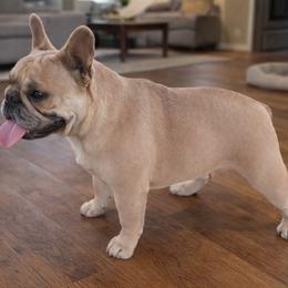 French Bulldog puppies from Leather & Lace