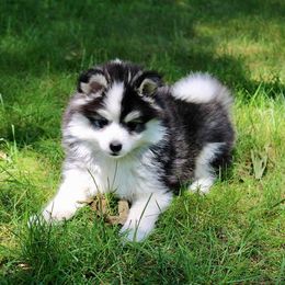 Pomsky Puppies from Azura Pomskies
