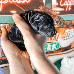 Ross - Black Goldendoodle puppy in Kissimmee, Florida from Pawplar Goldens