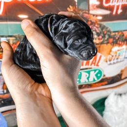 Ross - Black Goldendoodle puppy in Kissimmee, Florida from Pawplar Goldens
