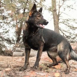 Augie - German Shepherd