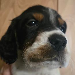 Jake 8 - Blue belton and tan (tri-color) male English Setter puppy in Morrice, Michigan from Wild Bird Setters