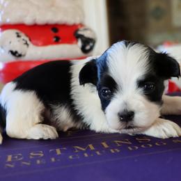 Bear - Black and white male Havanese puppy in Hamptonville, North Carolina from Alabama Havanese Kennel