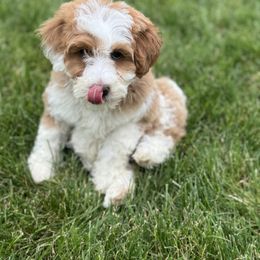 Bernedoodle, Cockapoo, and Goldendoodle Puppies from Danie’s Darling Doodles LLC