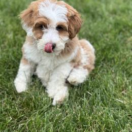 Bernedoodle, Cockapoo, and Goldendoodle Puppies from Danie’s Darling Doodles LLC