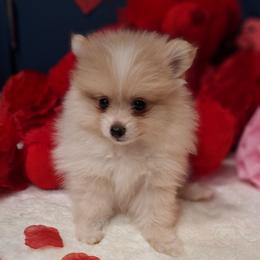 Harry - Cream male Pomeranian puppy in Tampa, St Petersburg, Florida from Diana's Pomeranians