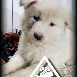 Judith - White female German Shepherd puppy in Sequim, Washington from German Shepherd Haus