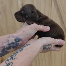 Princess - Chocolate and tan female Dachshund puppy in Norco, California from Tessasprettydachshunds