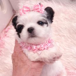 Karis - Black and white female Shih Tzu puppy in Tallahassee, Florida from Bows and Bow Ties