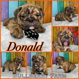Bulldog Puppies from Bullberry Farm
