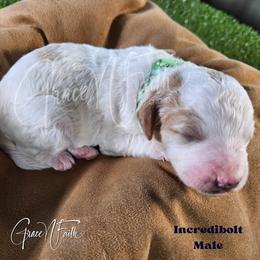 Incredibolt - Parti male Goldendoodle puppy in Peyton, Colorado from Grace N Faith Doodles