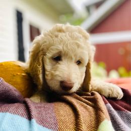 Annabel- dark pink - Cream female Goldendoodle puppy in Carlton, Minnesota from Lakeside Doodles MN