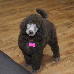 Poodle Puppies from RK'S Pets