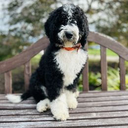 Girl 2 - Black and white Bernedoodle puppy in Natural Bridge, Virginia from Rockbridge Puppies