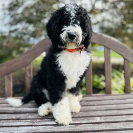Girl 2 - Black and white Bernedoodle puppy in Natural Bridge, Virginia from Rockbridge Puppies