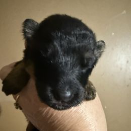 Oz - Black and red male German Shepherd puppy in Lakeland, Florida from Fur Love And Puppies