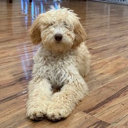 Iris - Cream female Goldendoodle puppy in Moreno Valley, California from Rainbow SoCal Doodles