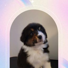 Gabriel - Black tri-color male Australian Shepherd puppy in Pottstown, Pennsylvania from Daffodil Australian Shepherds