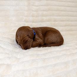 F1B Goldendoodle River - Red  male Goldendoodle puppy in Redding, California from Casa Delarosa Collective Poodles & Doodles