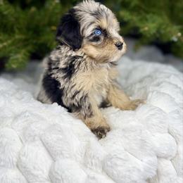 Merle boy - Merle male Bernedoodle puppy in Crete, Illinois from Plum Valley Pups