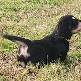 Dachshund Puppies from Buckwild Doxies