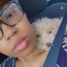 Cockapoo, Cocker Spaniel, Goldendoodle, and Poodle Puppies from Pawfect Transporters & Breeding, LLC