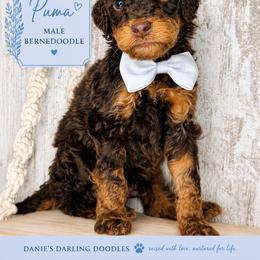 Puma - Phantom male Bernedoodle puppy in Otisville, Michigan from Danie’s Darling Doodles LLC