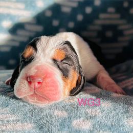 WG3 - Black brown and white female Basset Hound puppy in Britton, South Dakota from K&S Canines