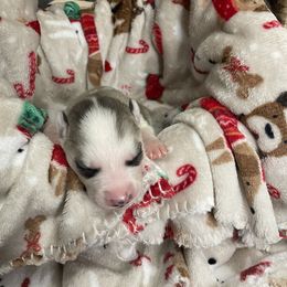 Siberian Husky Puppies from McDonald's Homegrown Huskies