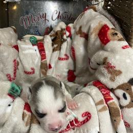 Siberian Husky Puppies from McDonald's Homegrown Huskies