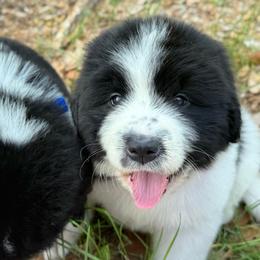 Rein OFA - White and black female Newfoundland puppy in Falmouth, Michigan from Dyer Lake Newfoundland’s