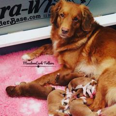 Nova Scotia Duck Tolling Retriever Puppies from Meadowlark Tollers