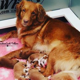 Nova Scotia Duck Tolling Retriever Puppies from Meadowlark Tollers